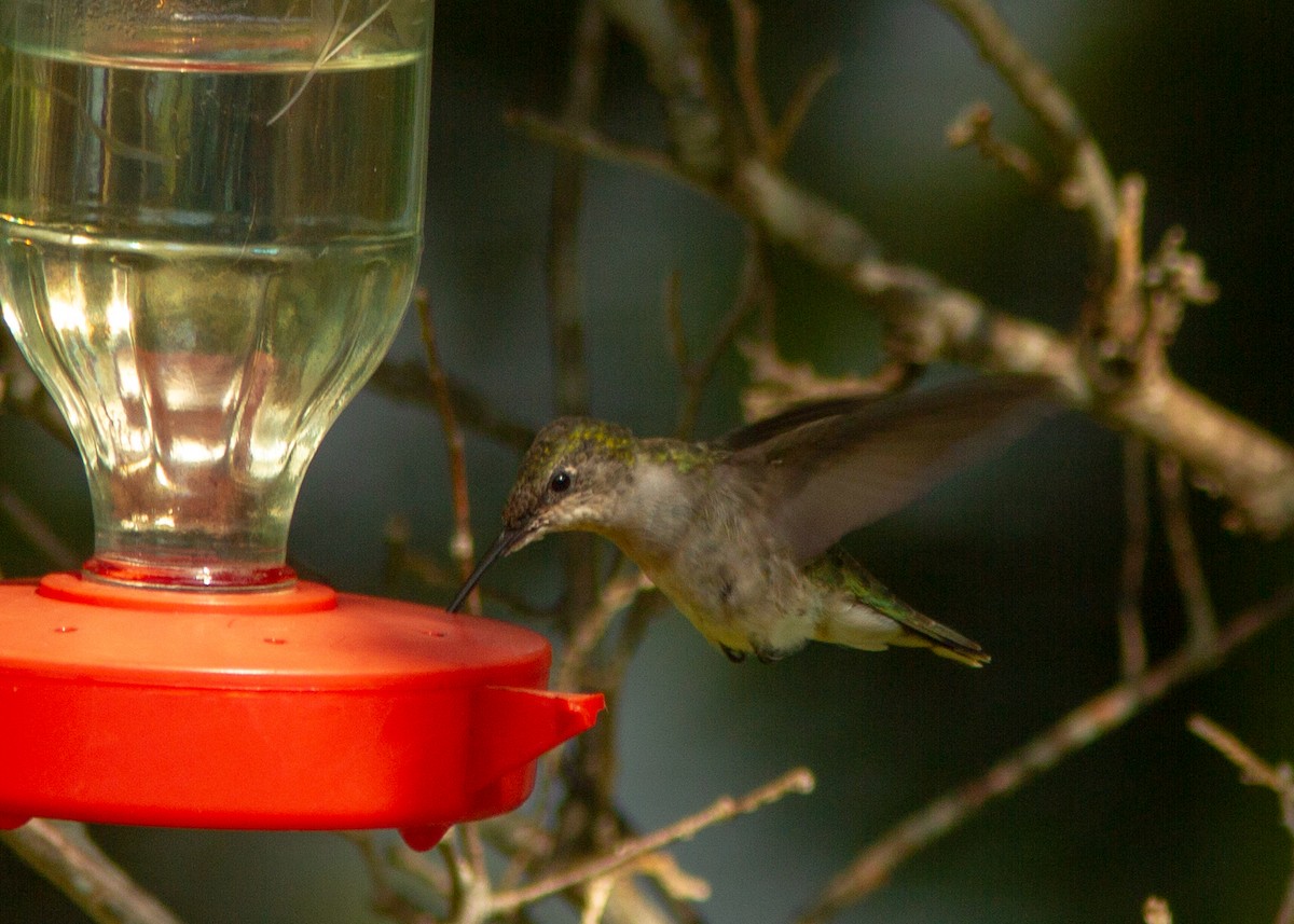 Colibrí Gorjirrubí - ML180301921