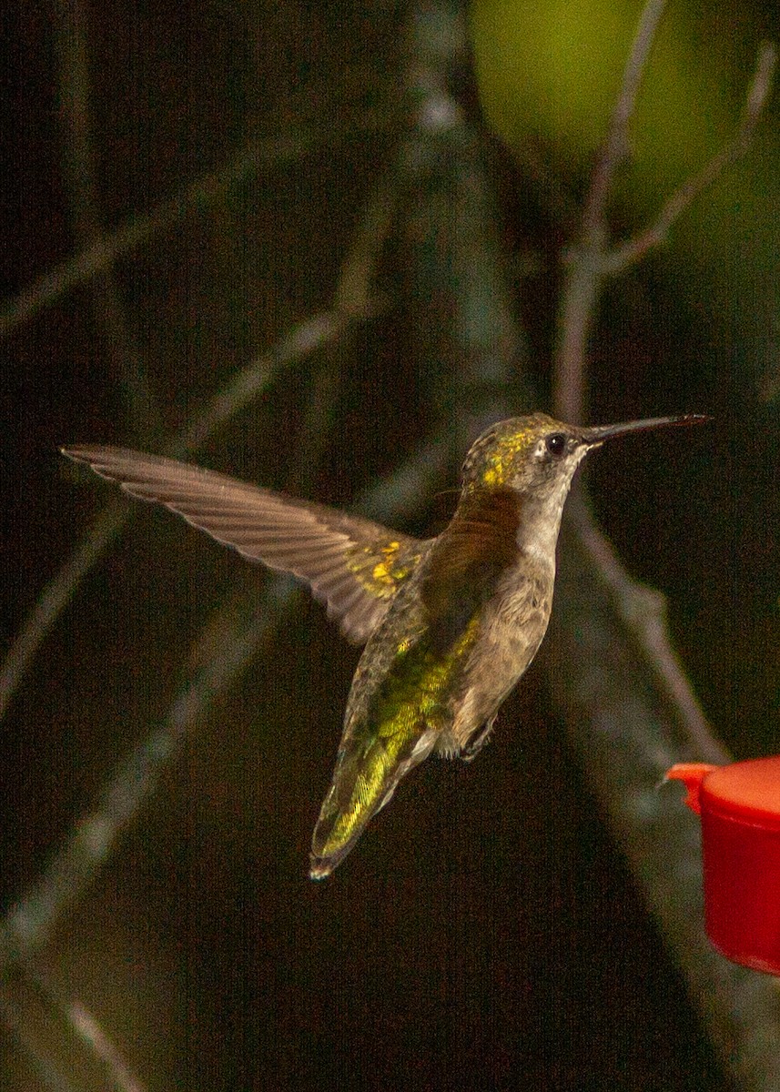 kalypta rubínohrdlá - ML180301931