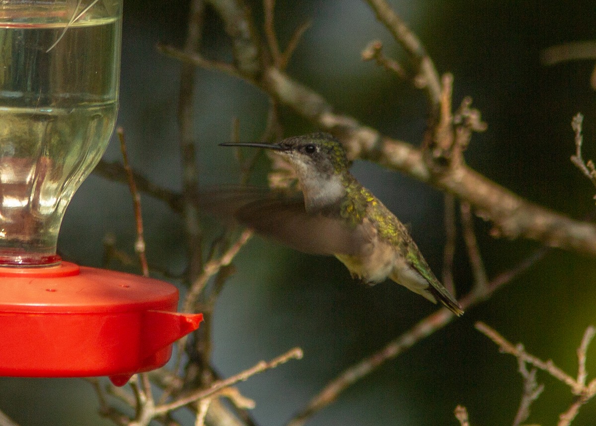 Colibri à gorge rubis - ML180301941