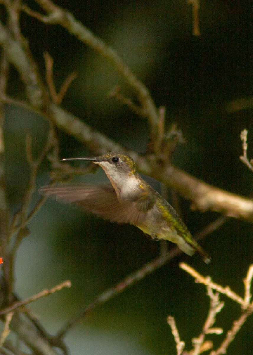 Ruby-throated Hummingbird - ML180301951