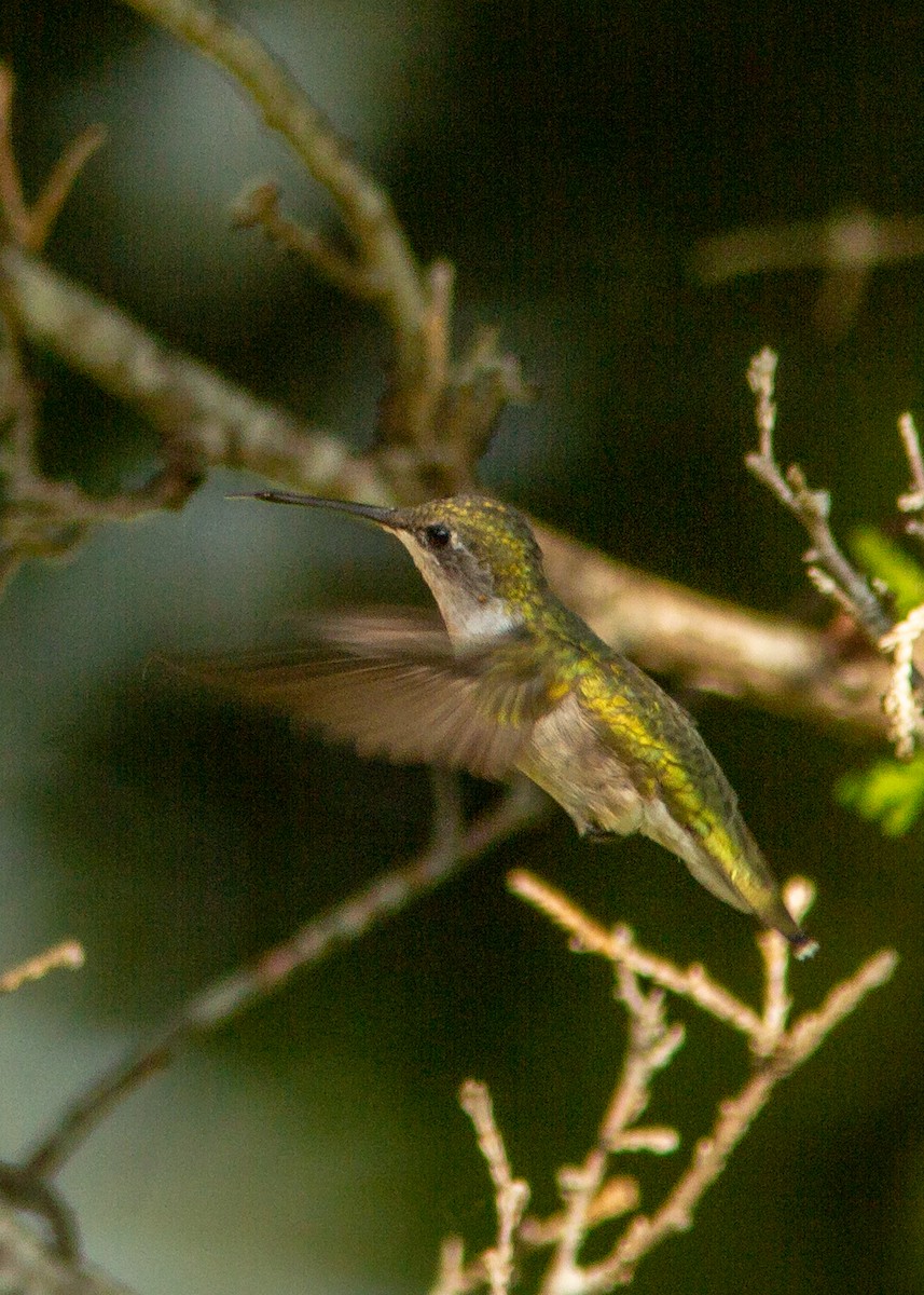 kalypta rubínohrdlá - ML180302001