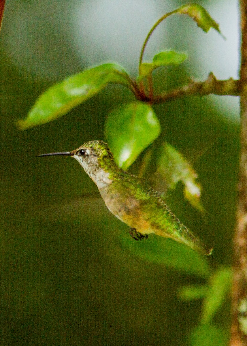Ruby-throated Hummingbird - ML180302011