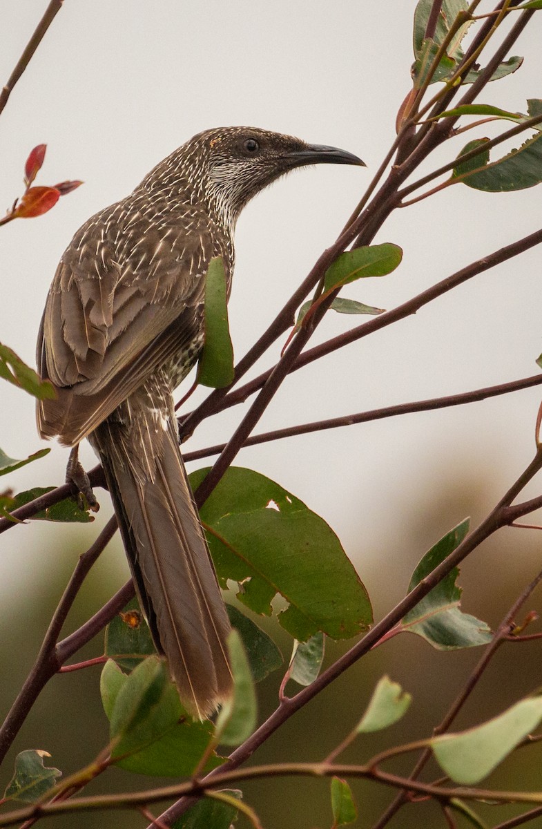 Little Wattlebird - ML180302311