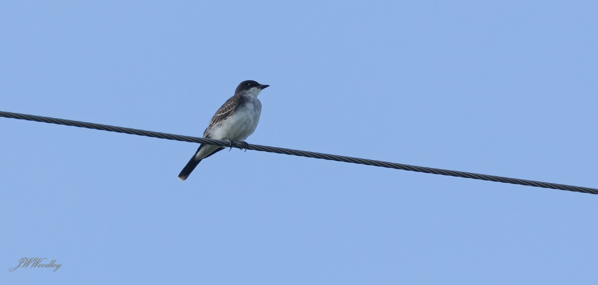 Eastern Kingbird - ML180305611