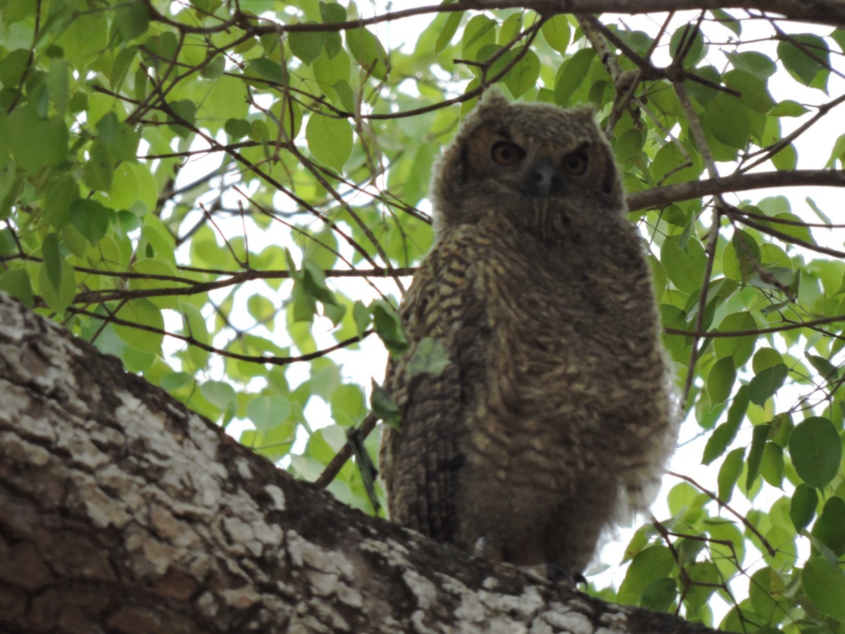 Great Horned Owl - ML180307511