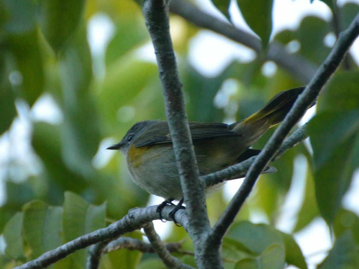 Paruline flamboyante - ML180308381