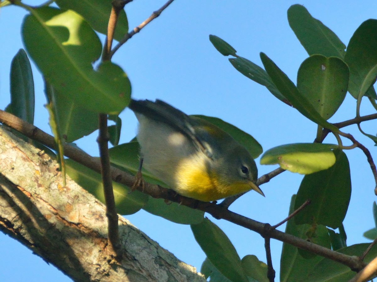 Northern Parula - ML180308711