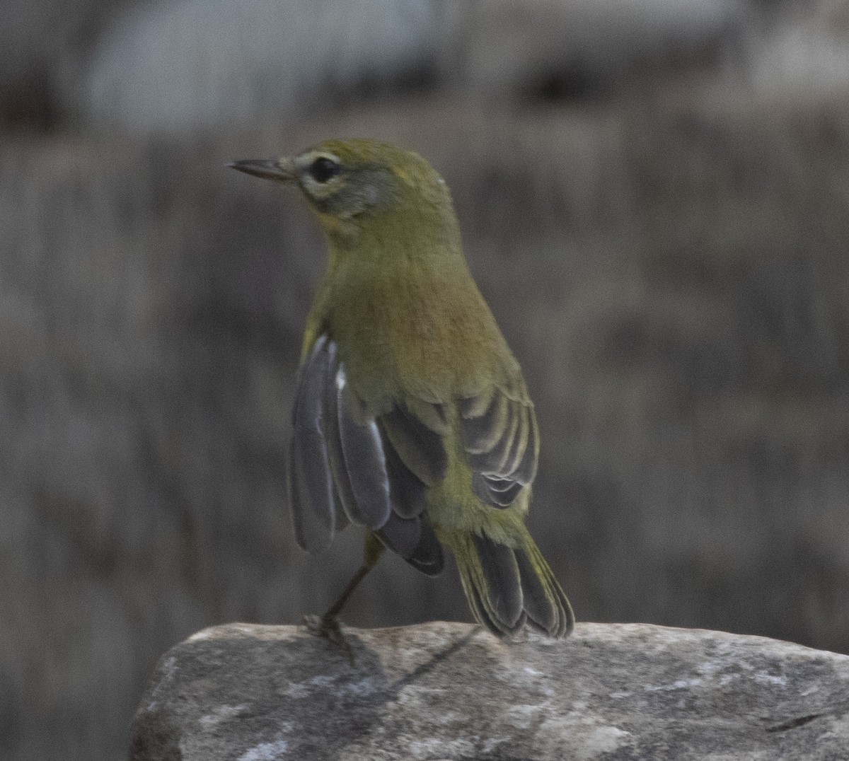 Prairie Warbler - ML180308791