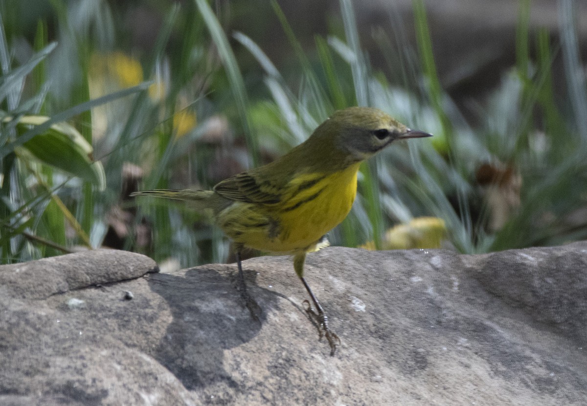 Prairie Warbler - Amanda Fulda