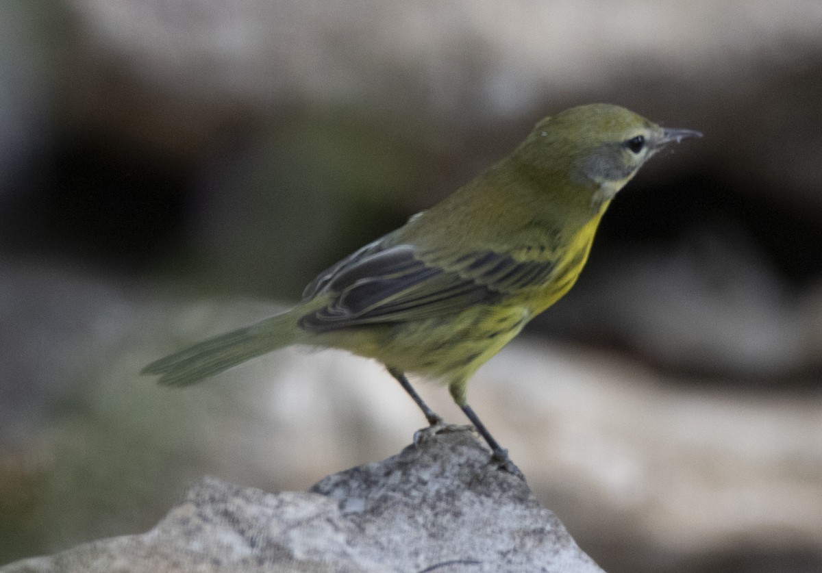 Prairie Warbler - ML180308811