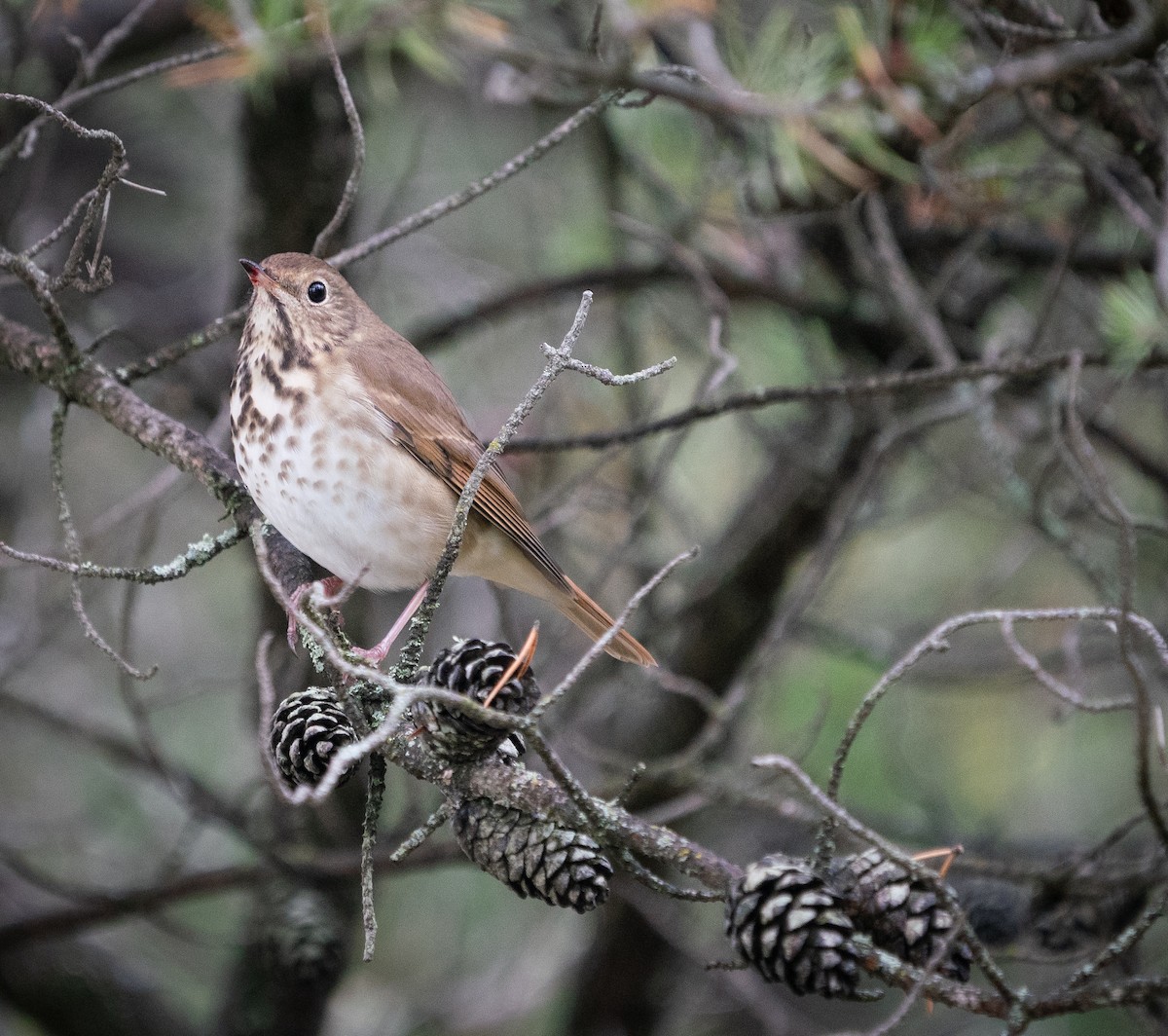 Hermit Thrush - ML180309691