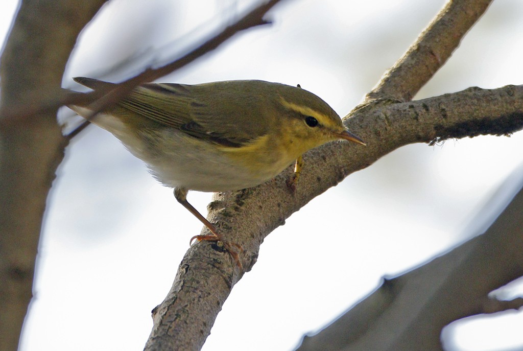 Wood Warbler - ML180311761