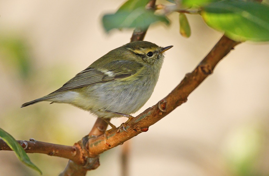 Yellow-browed Warbler - ML180311801