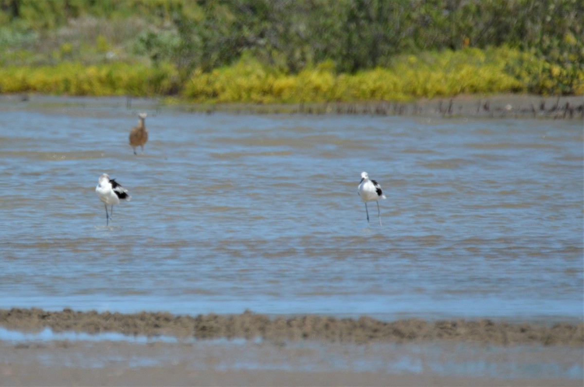 American Avocet - Jeff Sexton