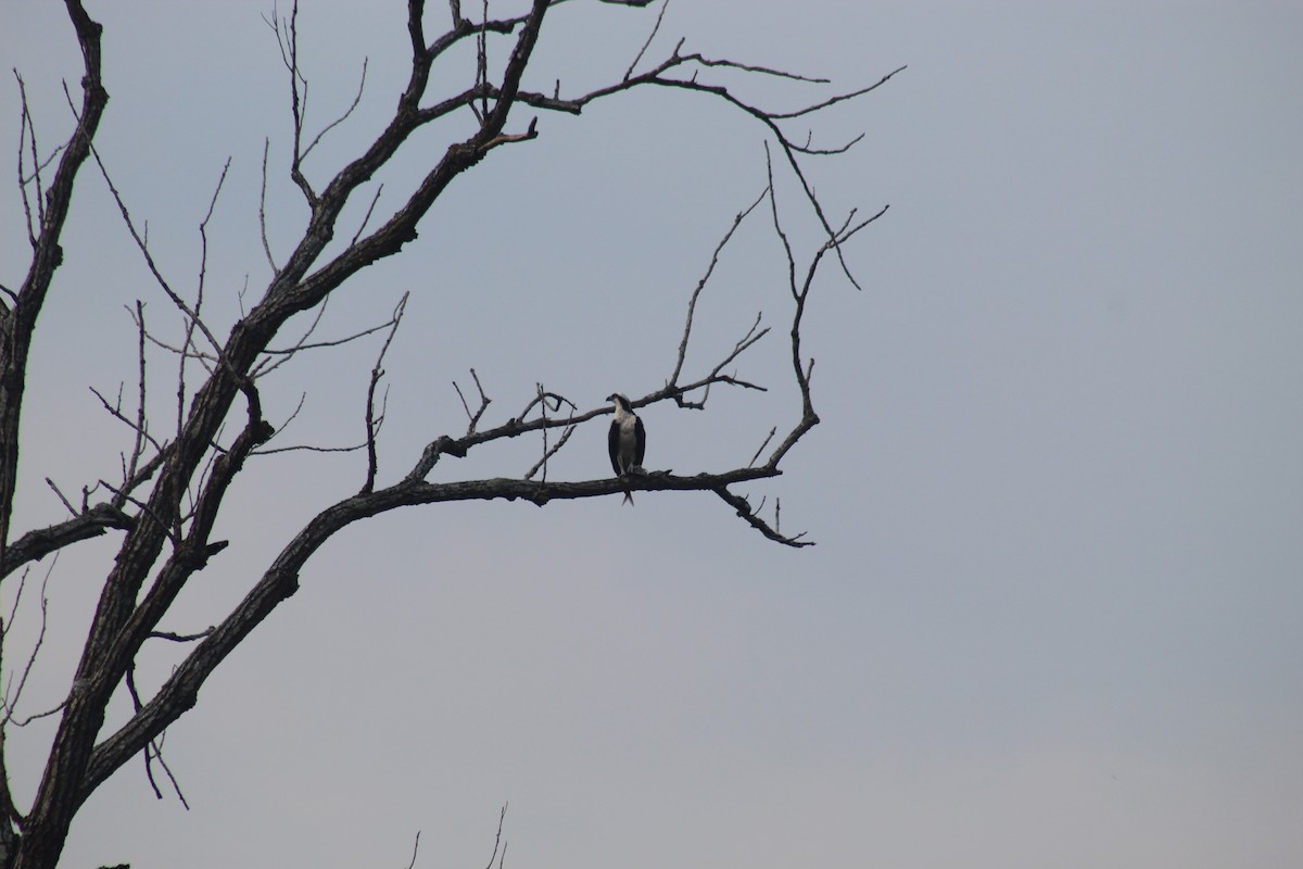 Osprey - George Dokes