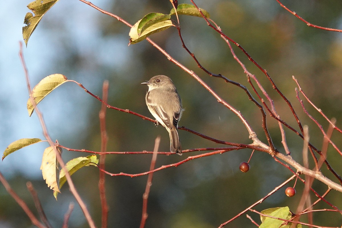 Eastern Phoebe - ML180313711