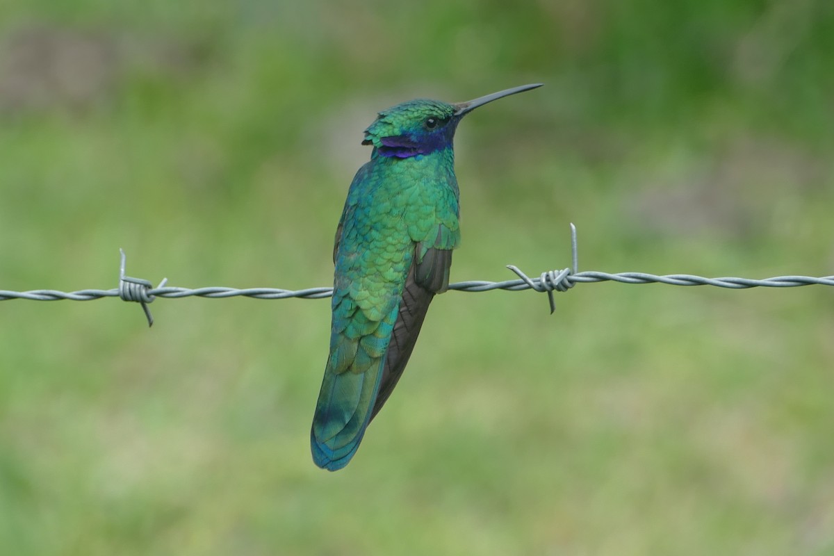 Glanz-Veilchenohrkolibri - ML180313891