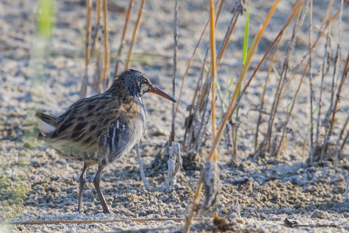 Water Rail - Brunmart  Balcoba