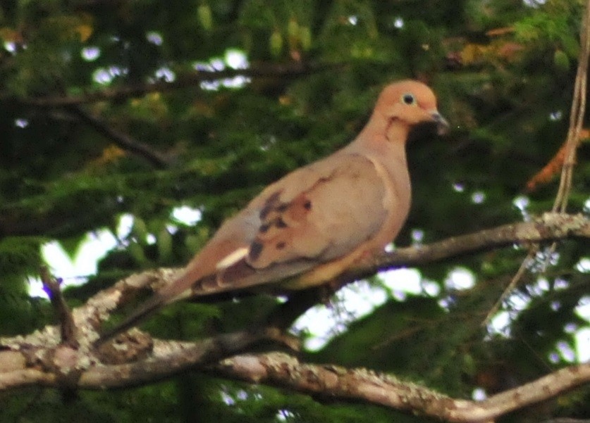 Mourning Dove - ML180317131