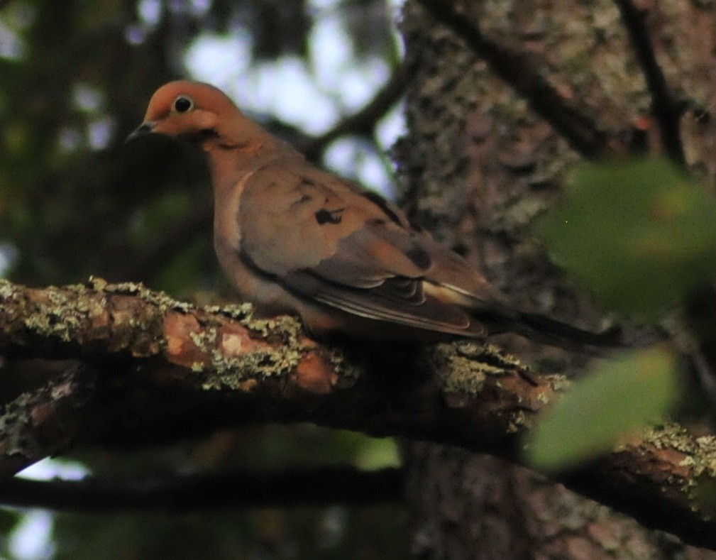 Mourning Dove - ML180317141