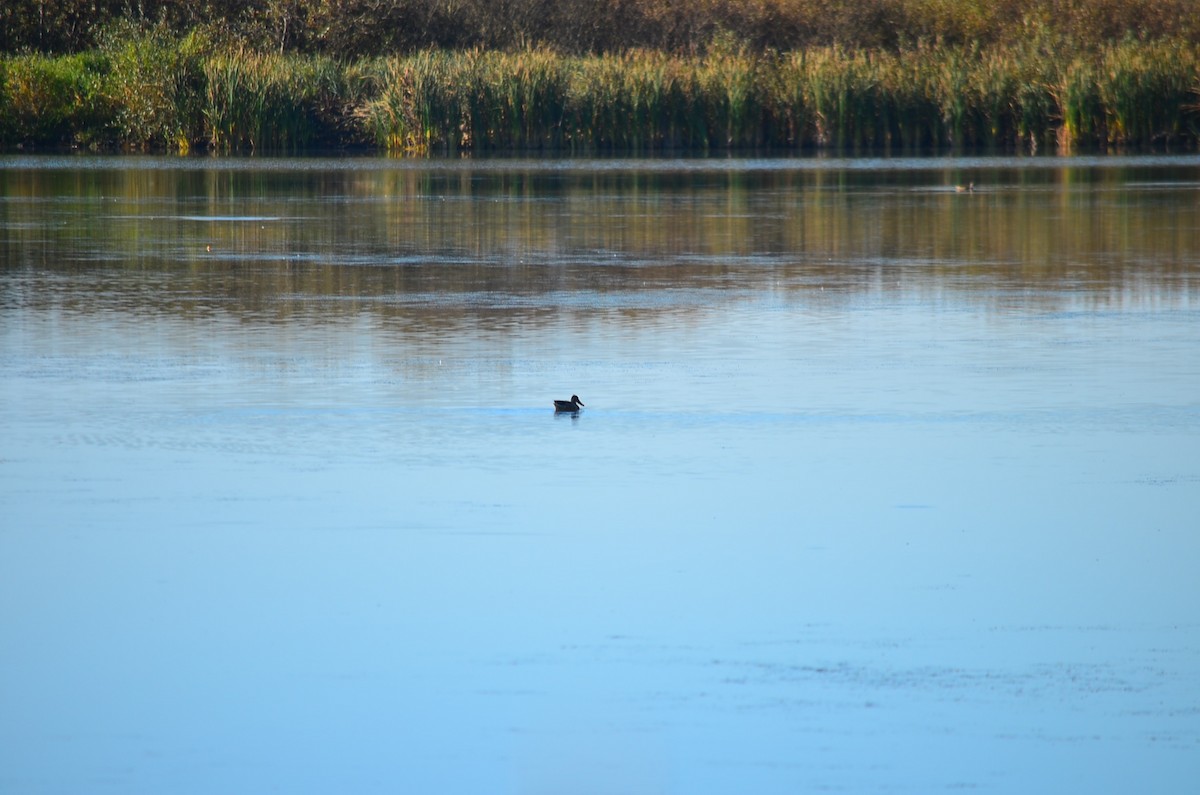 Northern Shoveler - Team Sidhu-White