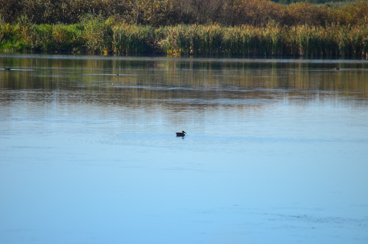 Northern Shoveler - Team Sidhu-White