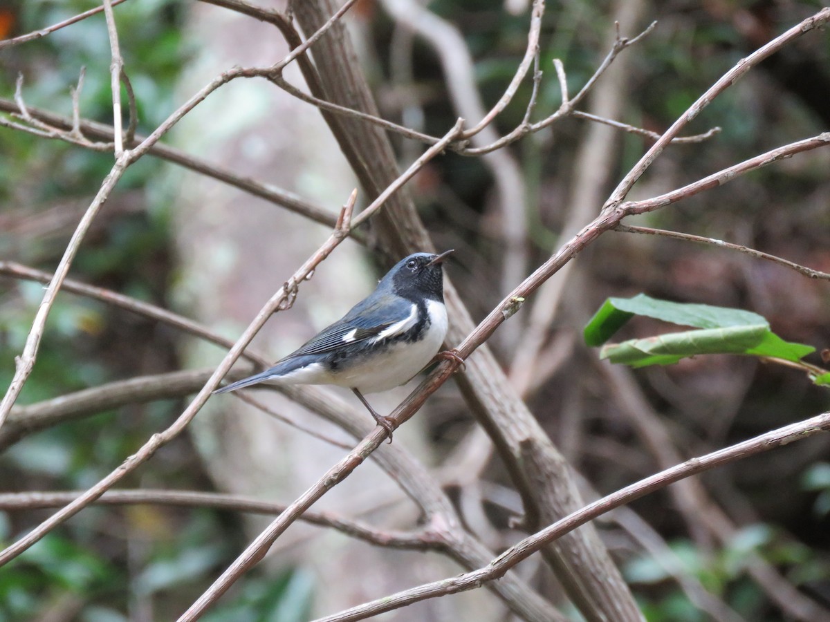 Black-throated Blue Warbler - ML180319231