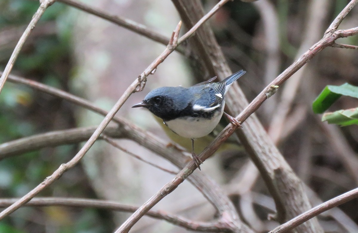 Black-throated Blue Warbler - ML180319241