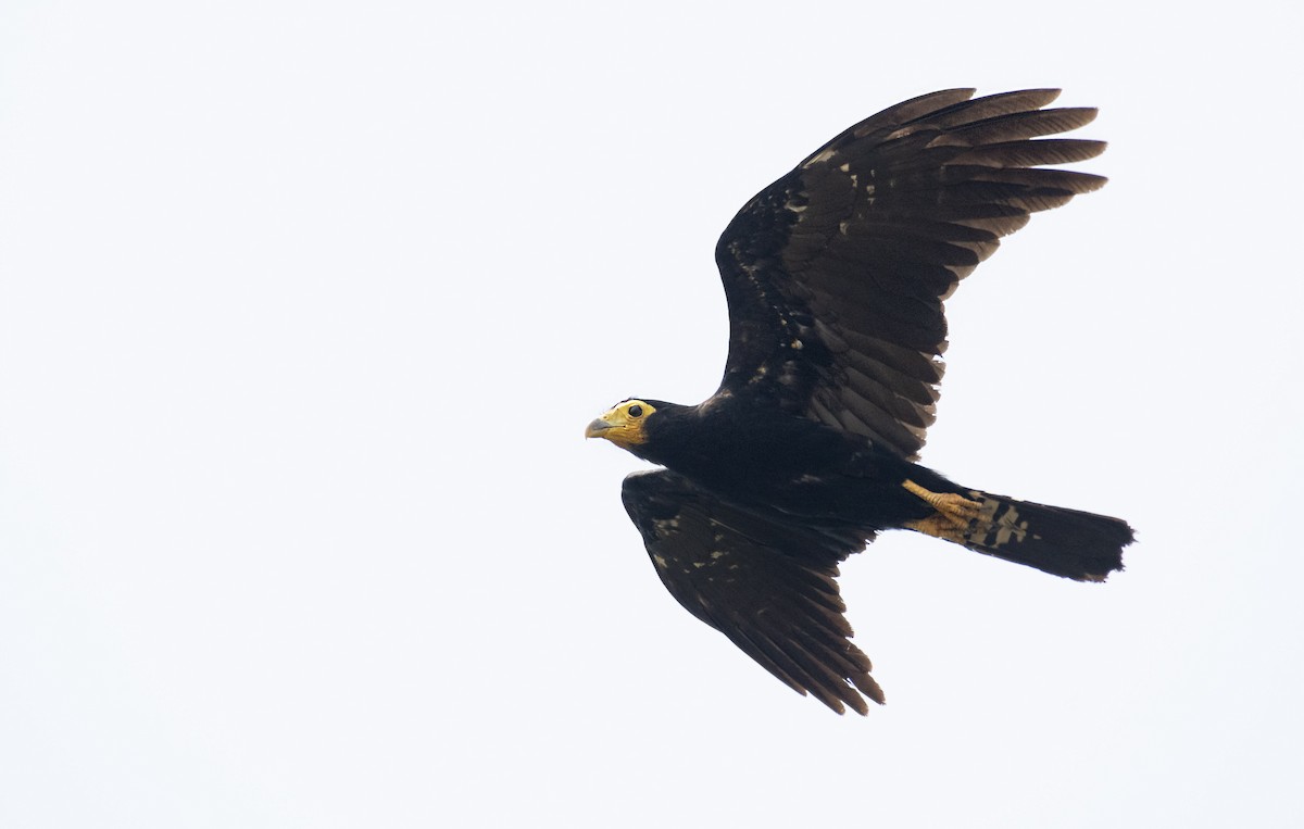 Caracara noir - ML180320041