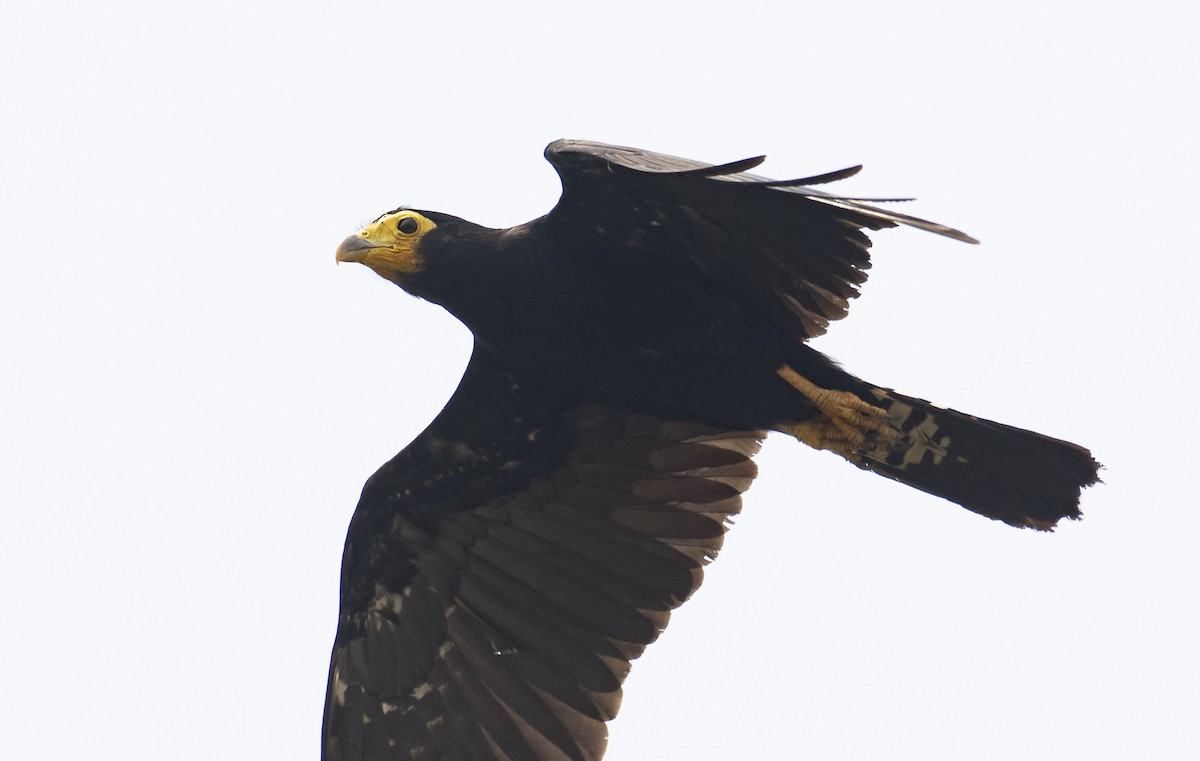 Black Caracara - ML180320061