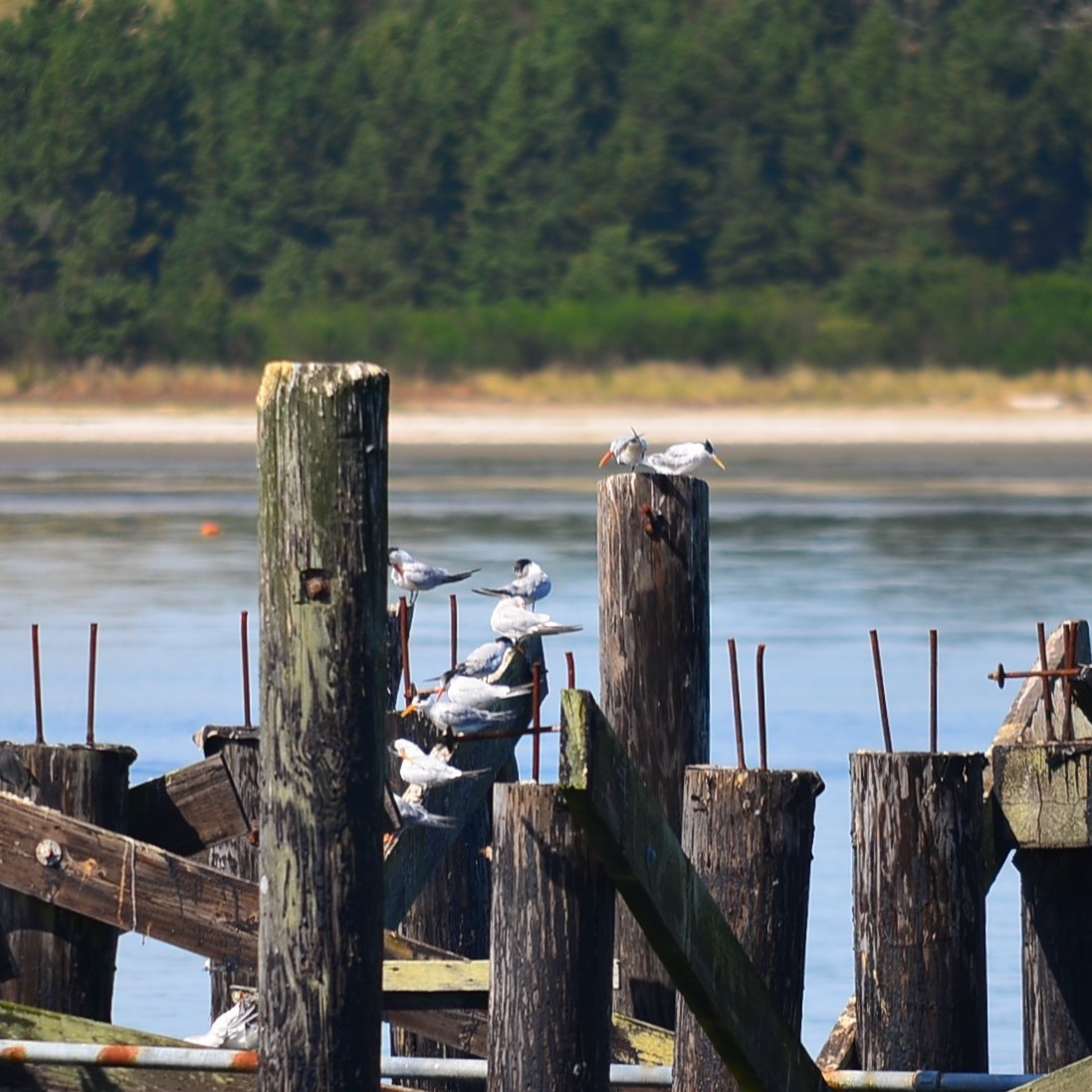 Elegant Tern - ML180320241