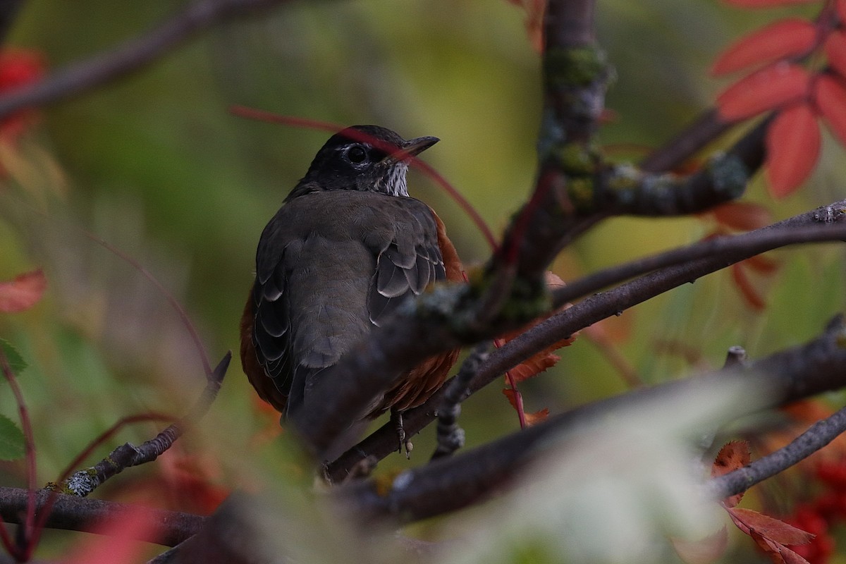 Zorzal Americano (grupo migratorius) - ML180320341