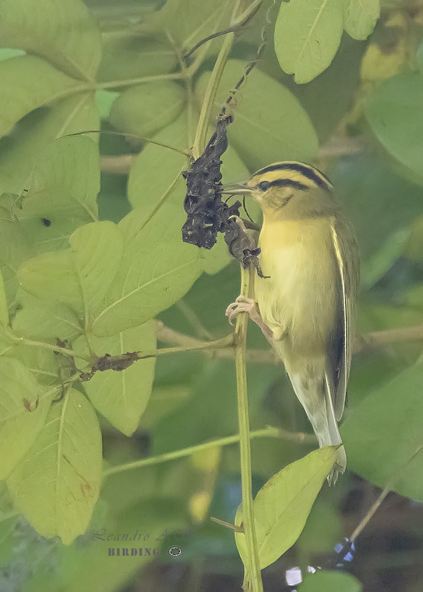 Worm-eating Warbler - ML180320711