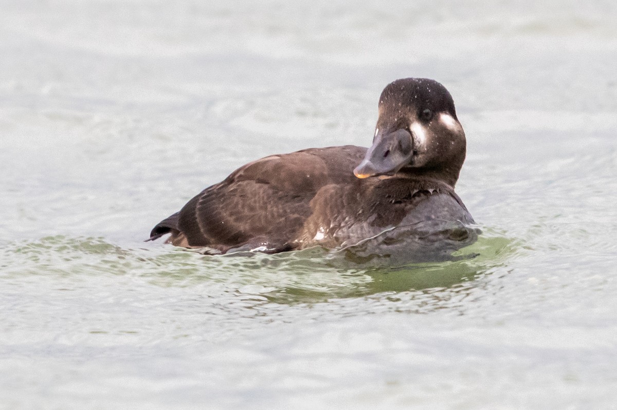 Surf Scoter - Ron Hitt