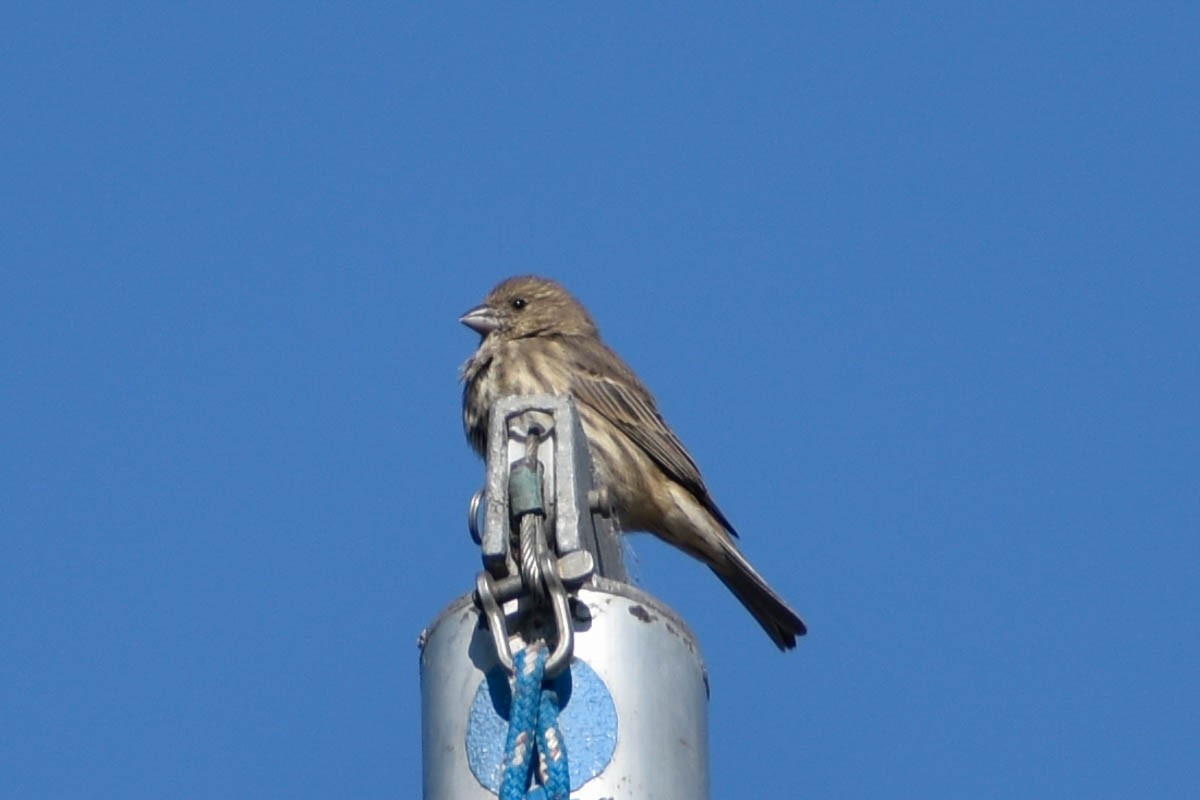 House Finch - ML180320781