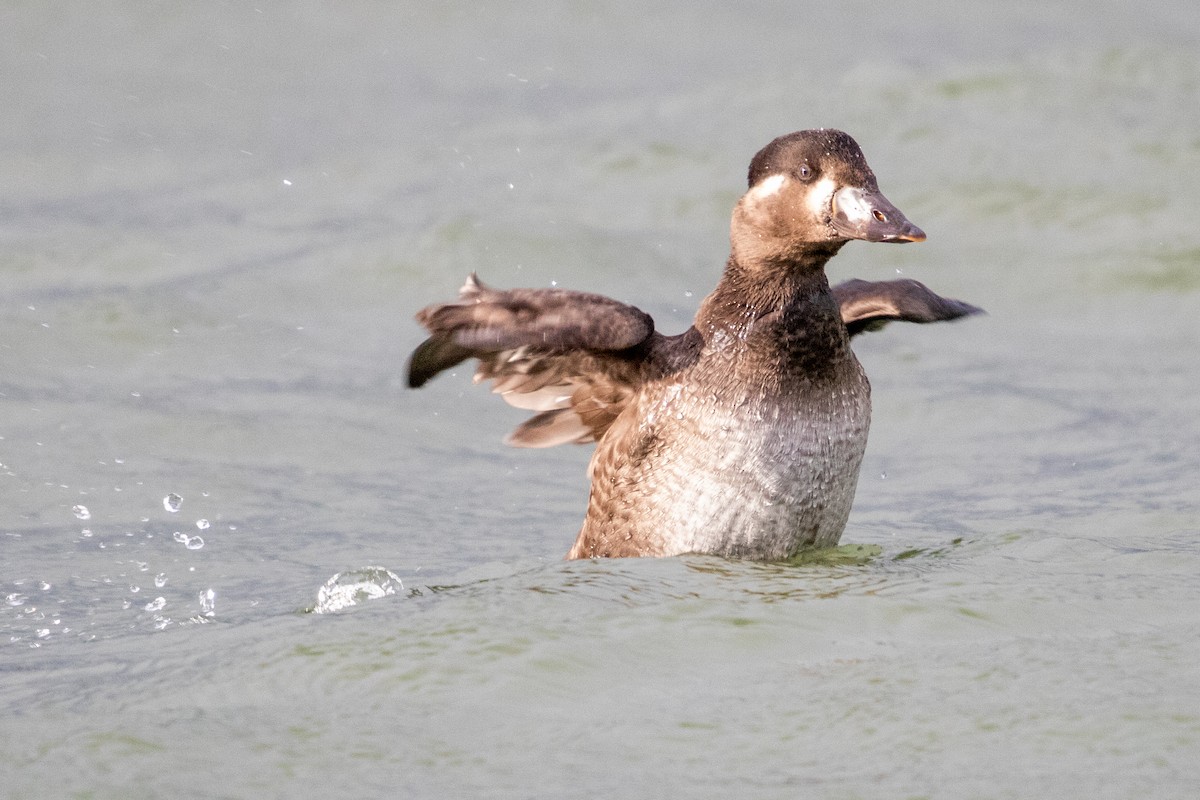 Surf Scoter - Ron Hitt