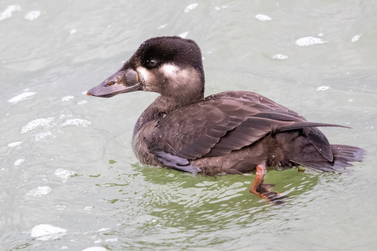 Surf Scoter - Ron Hitt