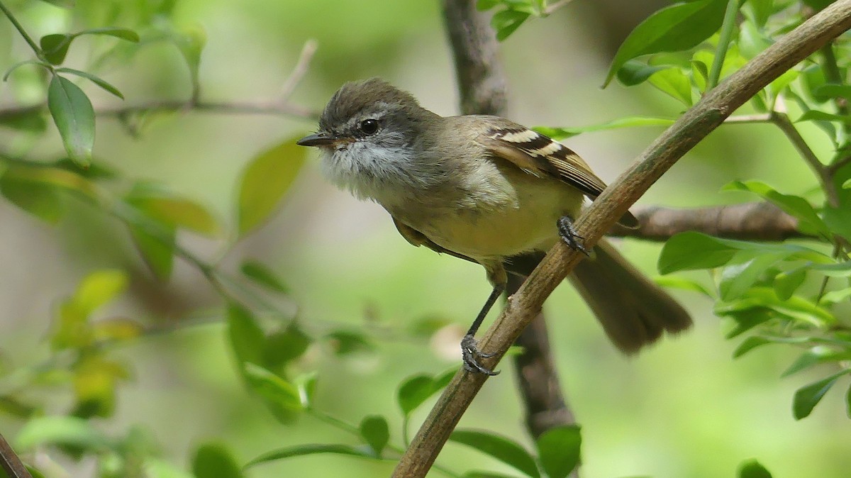 White-throated Tyrannulet - ML180321691