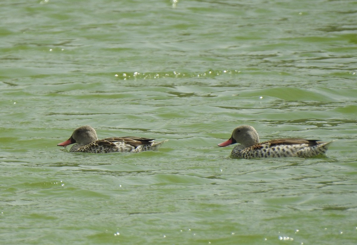 Canard du Cap - ML180322581