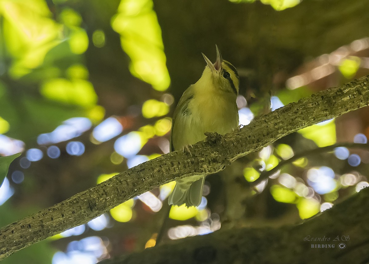 Worm-eating Warbler - ML180322901
