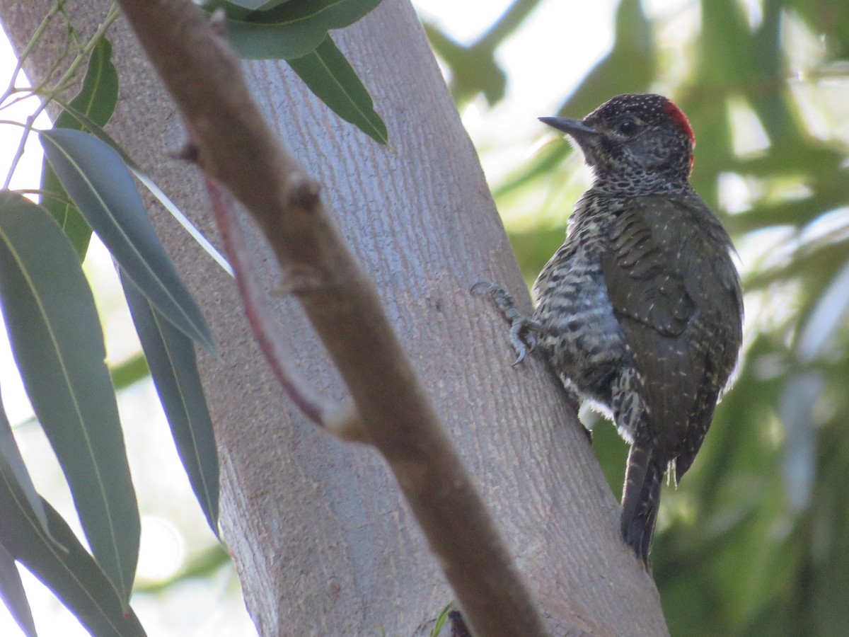 Knysna Woodpecker - Jan Hansen