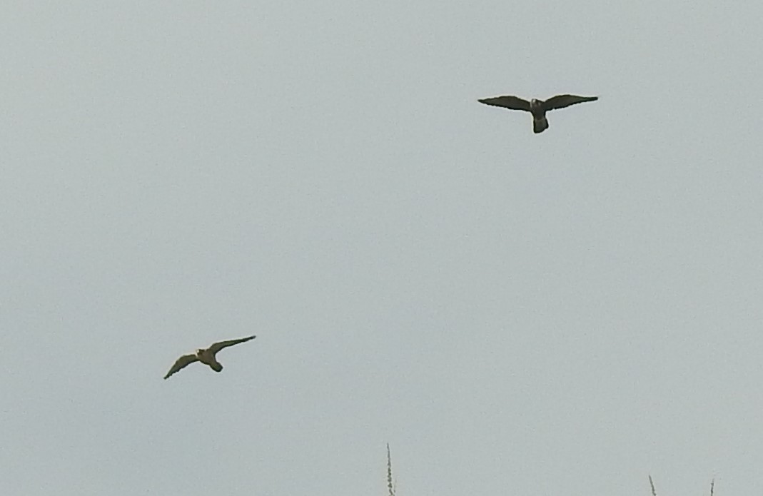 Lanner Falcon - Dale Adams