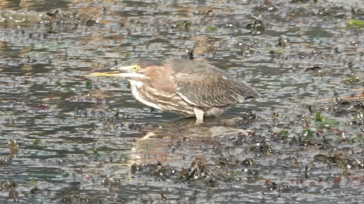 Green Heron - ML180324041