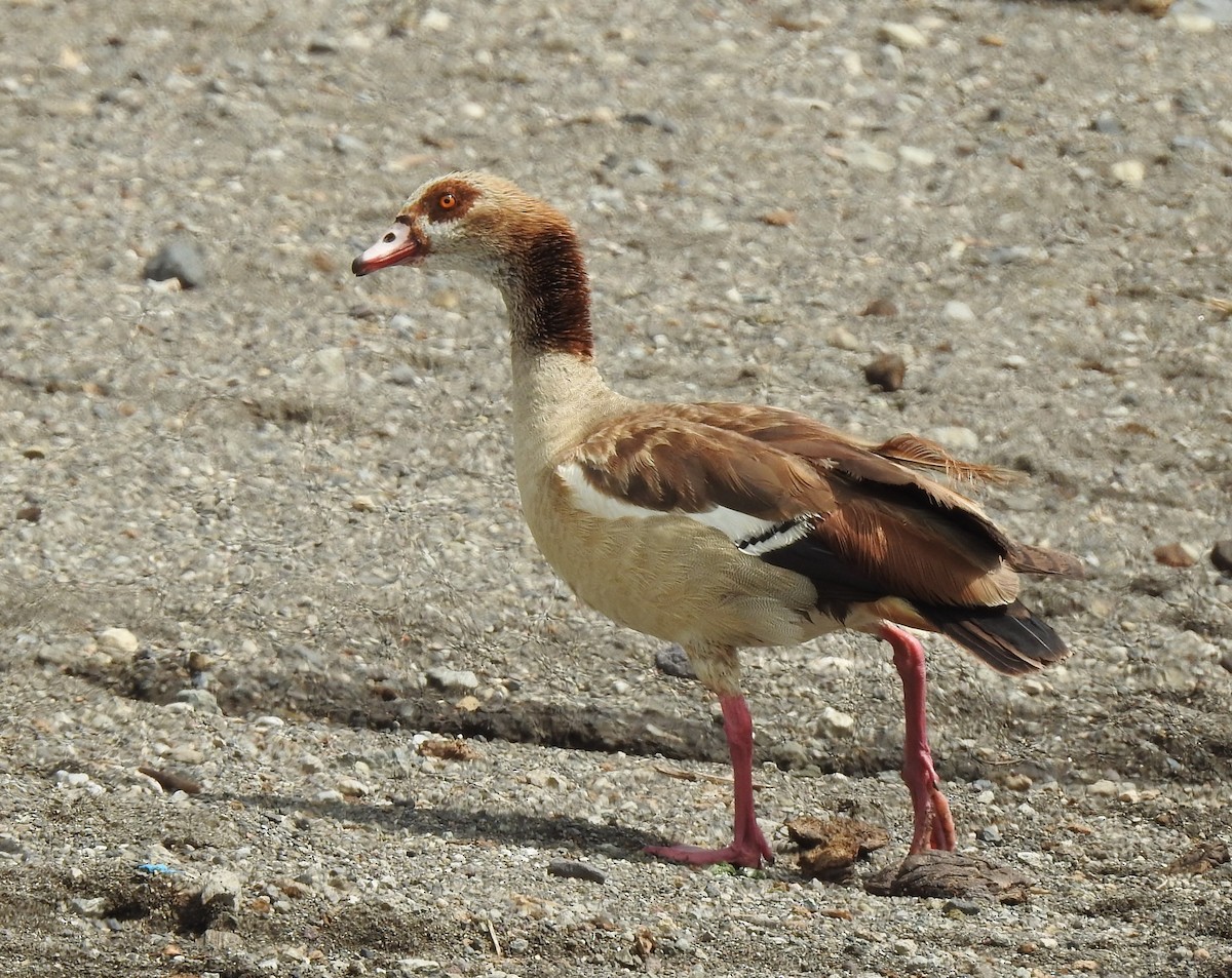 Egyptian Goose - ML180324831