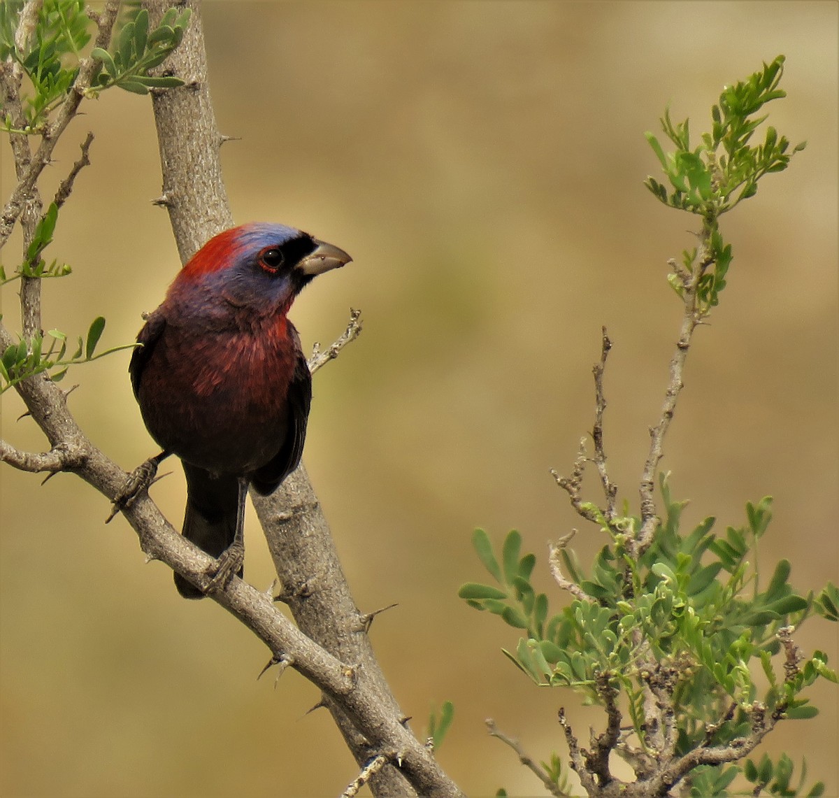 Varied Bunting - Nick Ramsey