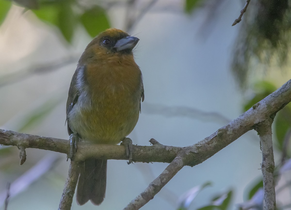 Кабезон оливковий - ML180325741