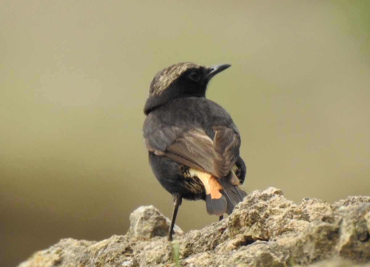 Abyssinian Wheatear - Dale Adams