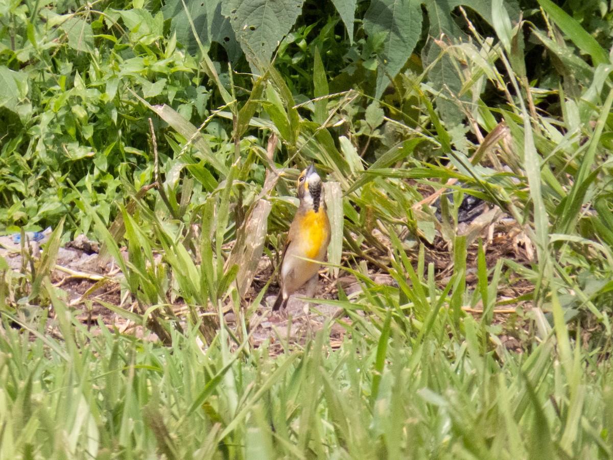 Dickcissel - ML180327931