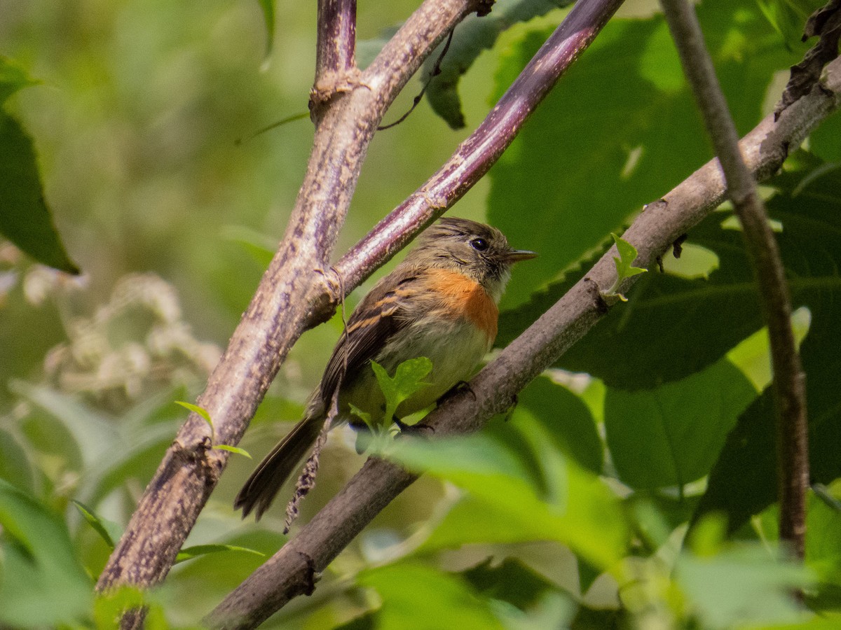 Belted Flycatcher - ML180328001