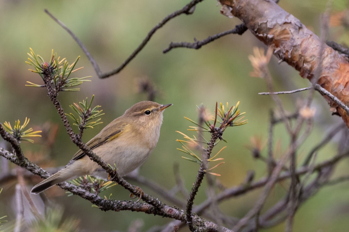 Mosquitero Común - ML180328031